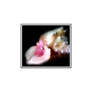 Conch Shell With A Huge Pearl Inside